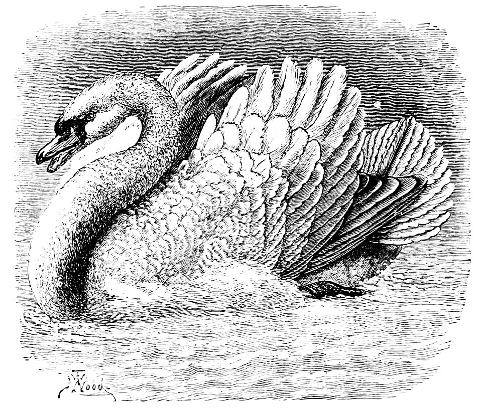 PSM V02 D461 Protective swan