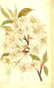 Prunus sargentii 137-8411