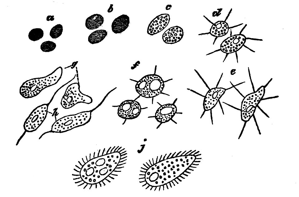 PSM V02 D101 Chlorophyll corpuscles