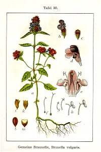 Prunella vulgaris Sturm30
