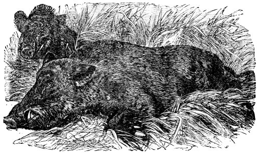 PSM V02 D154 Wild boar
