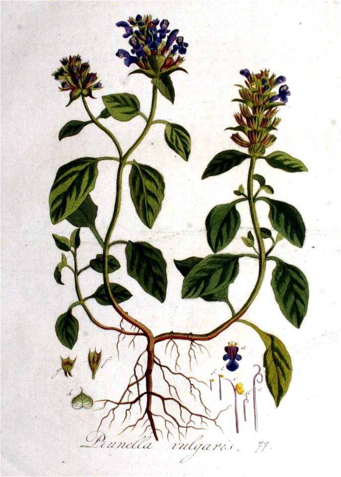 Prunella vulgaris — Flora Batava — Volume v1