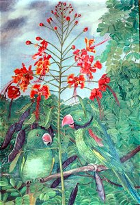Psittacula wardi by Marianne North
