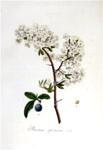 Prunus spinosa — Flora Batava — Volume v6