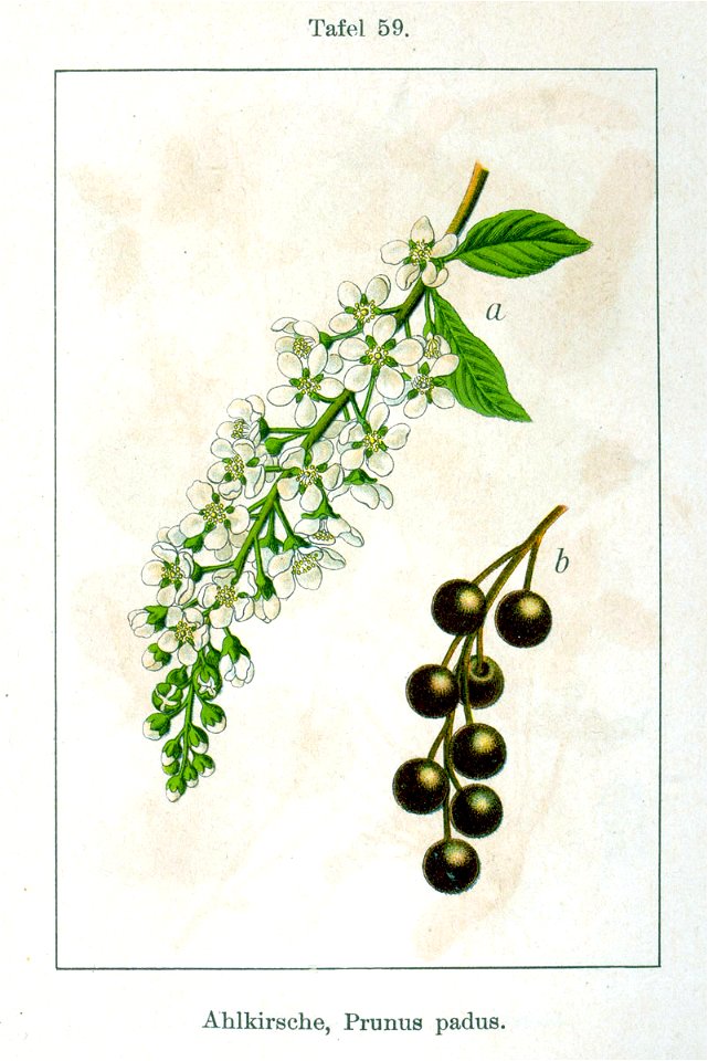 Prunus padus Sturm59