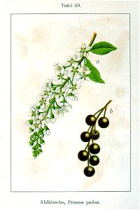Prunus padus Sturm59