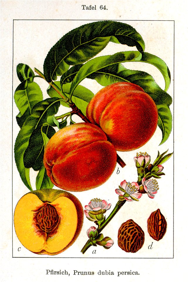Prunus persica Sturm08064