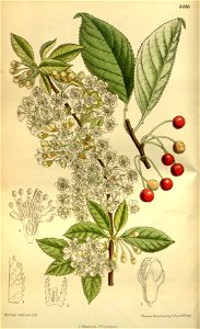 Prunus pennsylvanica 139-8486