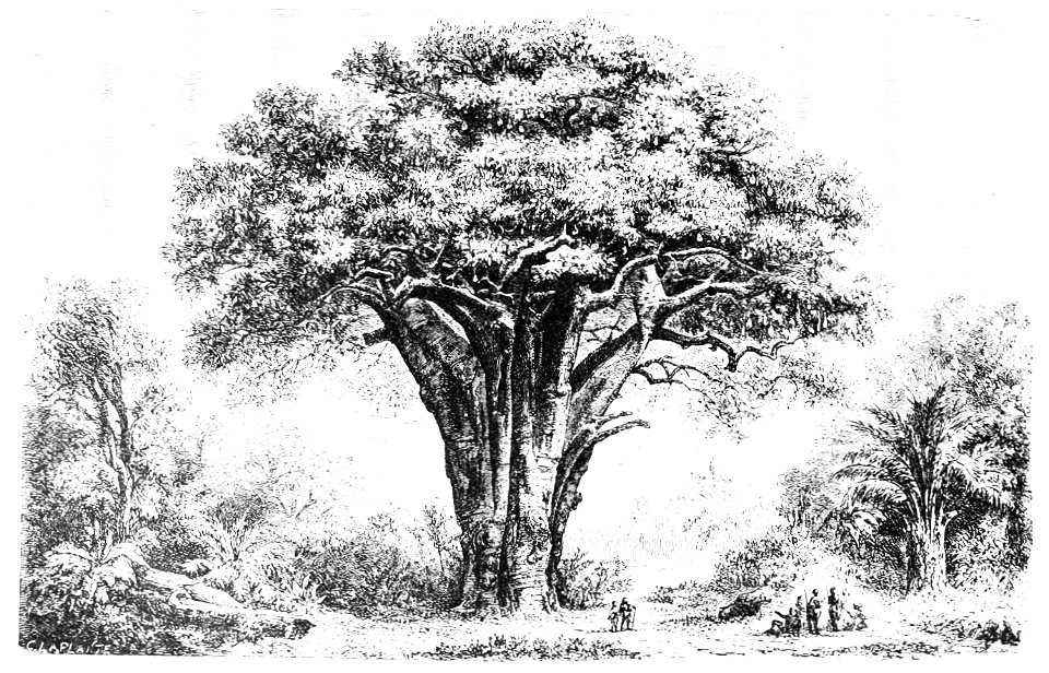 PSM V03 D345 Baobab tree