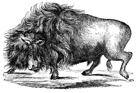 PSM V04 D155 American buffalo