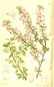 Prunus microcarpa 137-8360