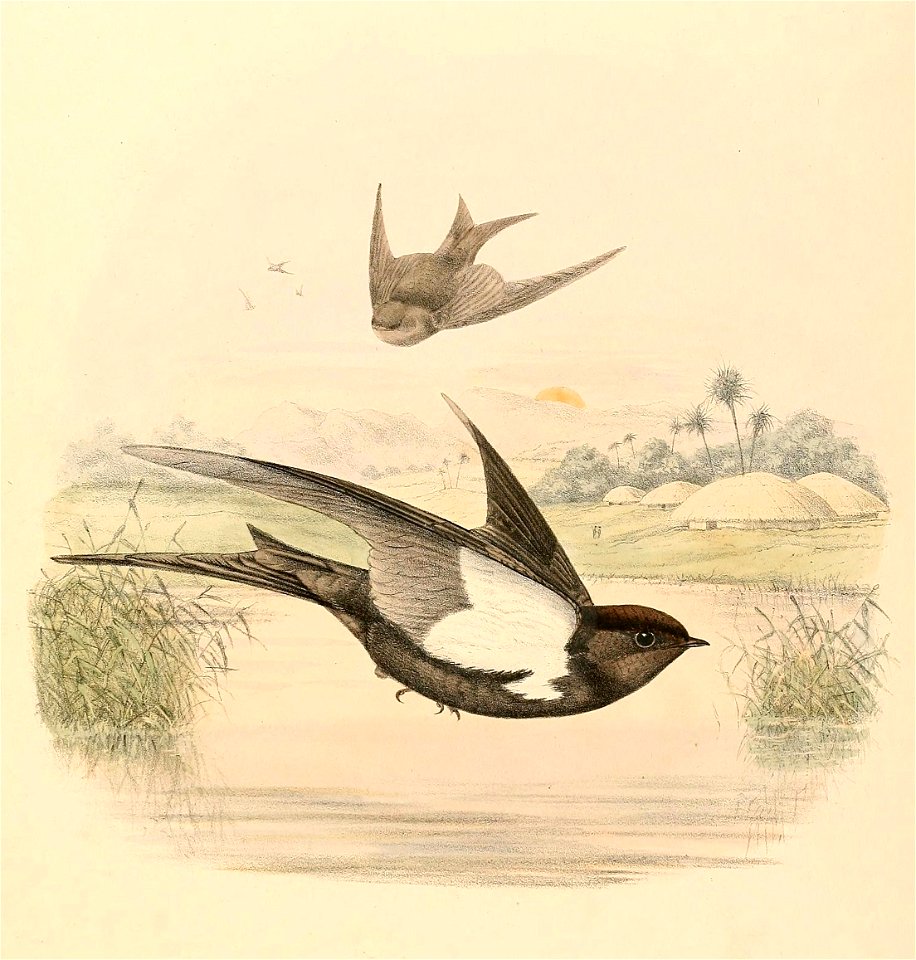 Psalidoprocne pristoptera antinorii 1894