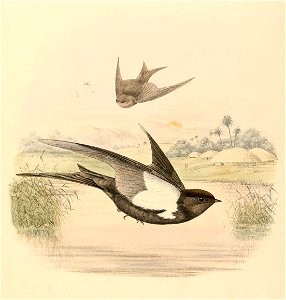 Psalidoprocne pristoptera antinorii 1894