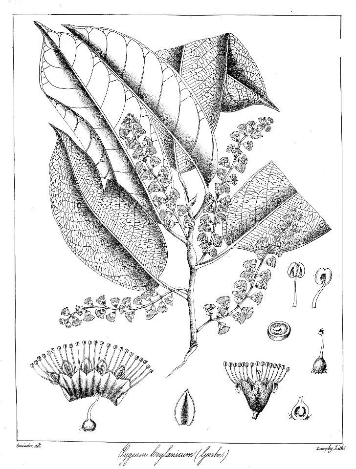 Prunus ceylanica Govindoo