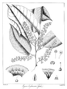 Prunus ceylanica Govindoo