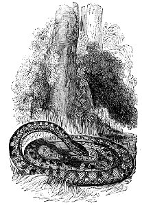 PSM V04 D273 Ringed Boa