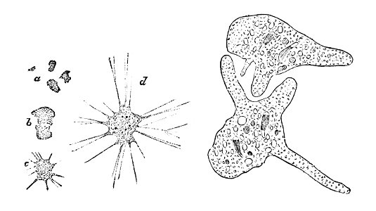 PSM V02 D099 Haeckel's monera