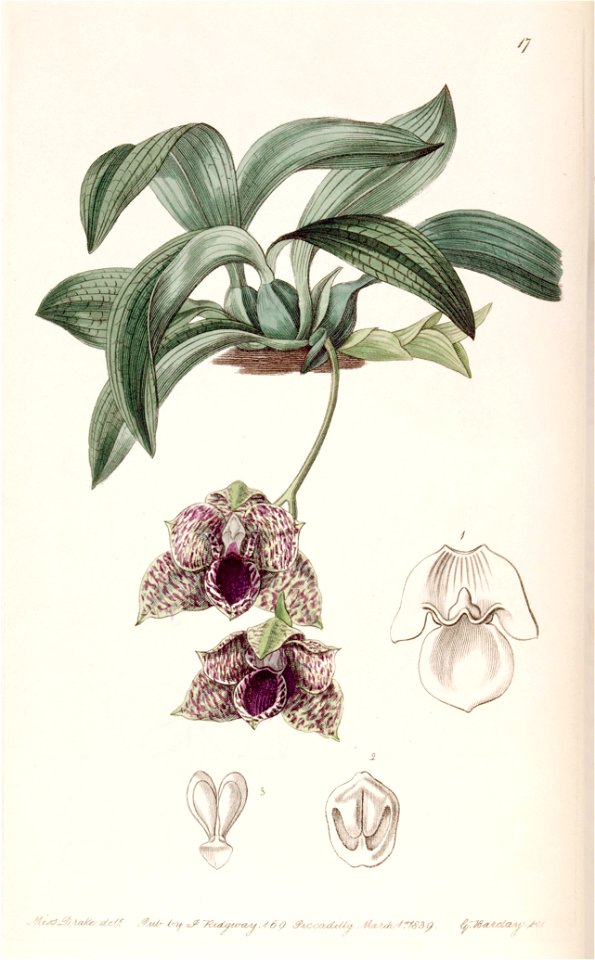 Promenaea stapelioides (as Maxillaria stapelioides) - Edwards vol 25 (NS 2) pl 17 (1839)