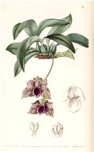 Promenaea stapelioides (as Maxillaria stapelioides) - Edwards vol 25 (NS 2) pl 17 (1839)