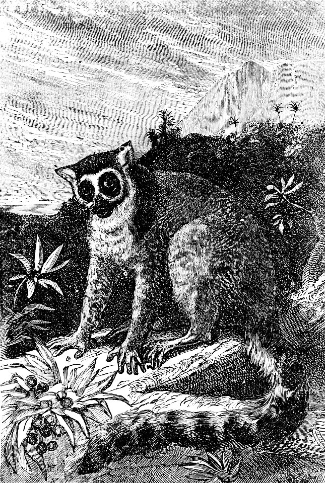 PSM V02 D157 Ring tailed lemur