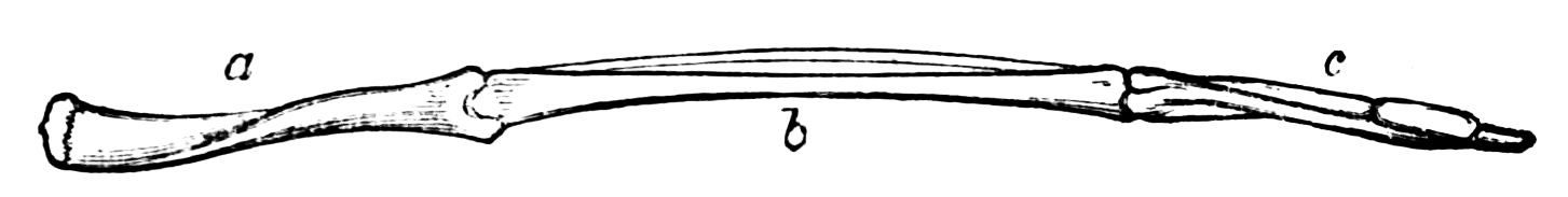 PSM V04 D550 Bird wing bones
