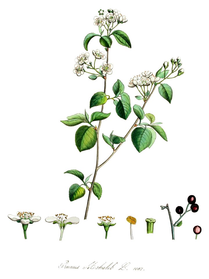 Prunus mahaleb — Flora Batava — Volume v14
