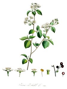 Prunus mahaleb — Flora Batava — Volume v14