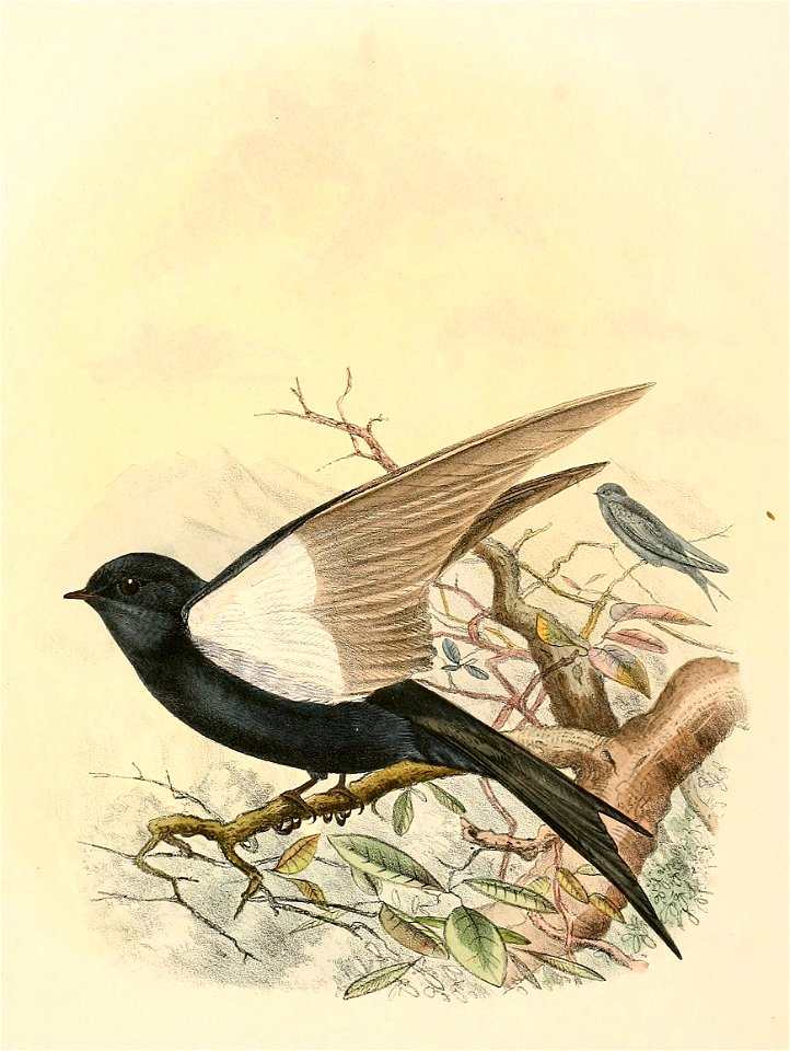 Psalidoprocne pristoptera pristoptera 1894