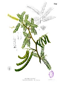 Prosopis juliflora Blanco2.392