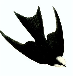 PsalidoprocneAlbicepsWolf, colour