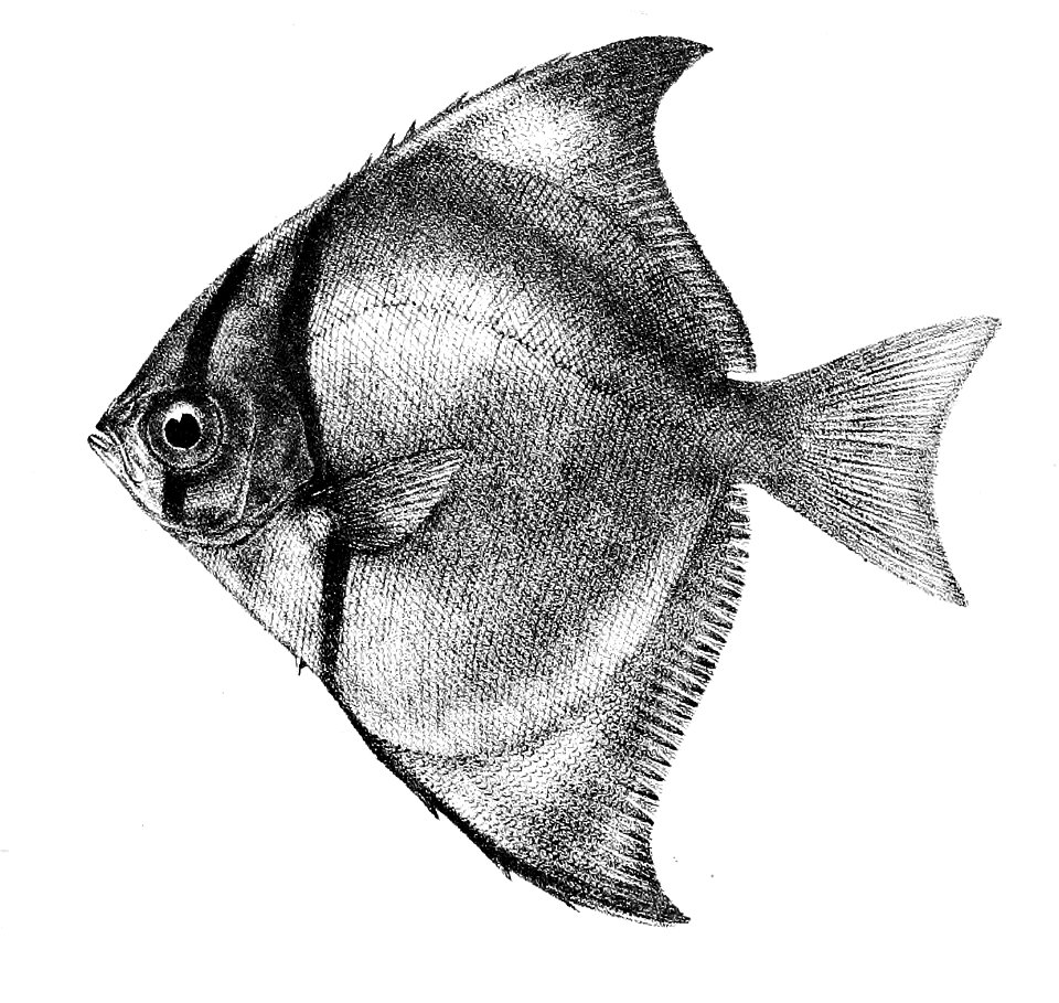 Psettus argenteus Ford 51B