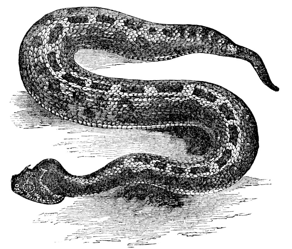 PSM V04 D285 Horned puff adder