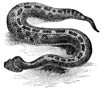 PSM V04 D285 Horned puff adder