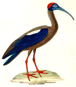 Pseudibis papillosa 1838