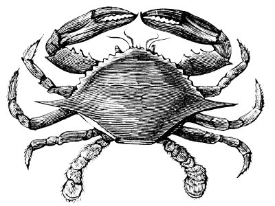 PSM V05 D205 American edible crab