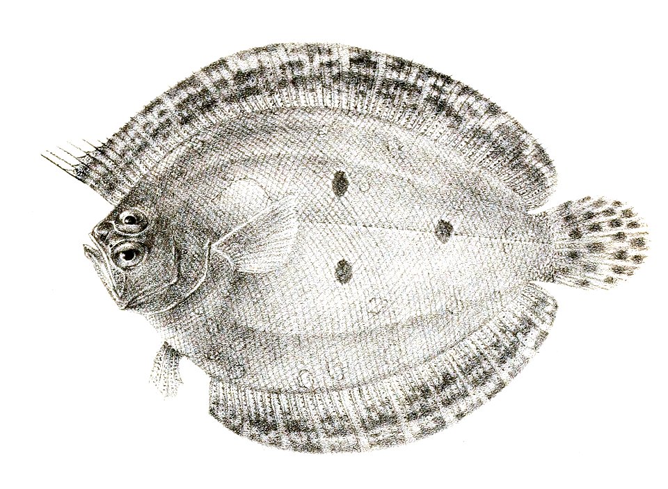 Pseudorhombus triocellatus Suzini 92