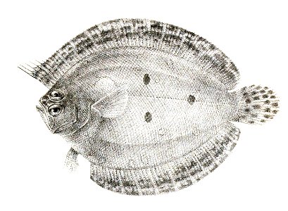 Pseudorhombus triocellatus Suzini 92. Free illustration for personal and commercial use.