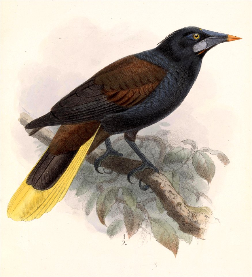 Psarocolius guatimozinus 1902
