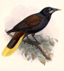 Psarocolius guatimozinus 1902
