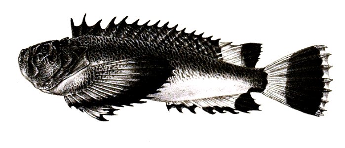 Pseudosynanceia melanostigma Ford 55