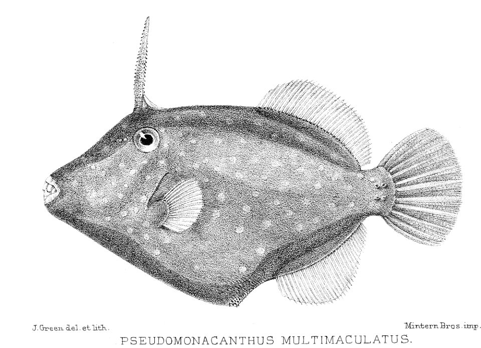 Pseudomonacanthus multimaculatus