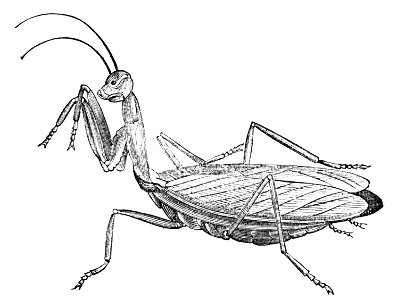 PSM V04 D731 Praying mantis. Free illustration for personal and commercial use.