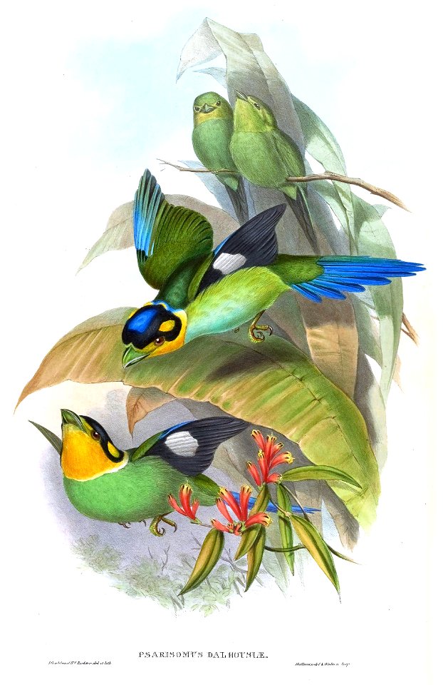 PsarisomusDalhousiaeGould