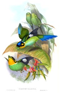 PsarisomusDalhousiaeGould