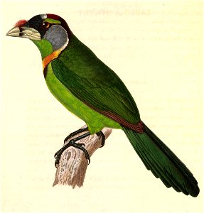 Psilopogon pyrolophus 1838