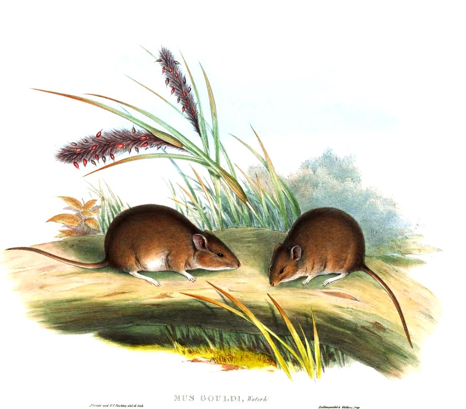 Pseudomys gouldii - Gould
