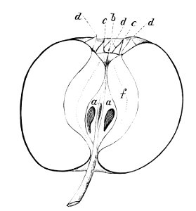 PSM V05 D153 Section of an apple