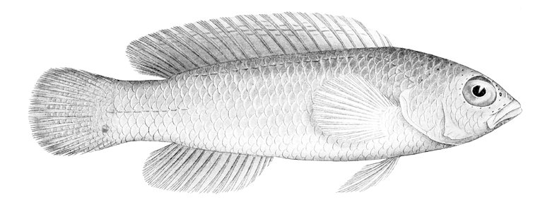 Pseudochromis tapeinosoma female