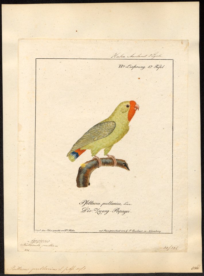 Psittacula pullaria - 1700-1880 - Print - Iconographia Zoologica - Special Collections University of Amsterdam - UBA01 IZ18600151