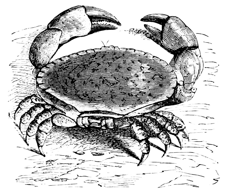 PSM V05 D204 Common crab of europe